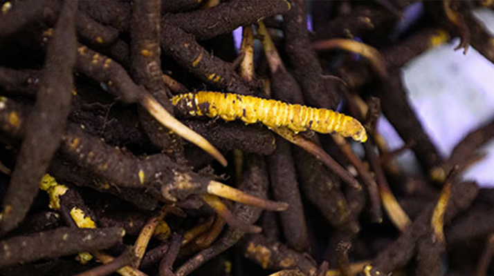 品鮮蟲草之妙，享滋補之道