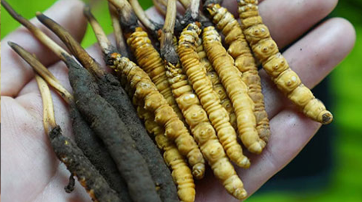 冬蟲夏草泡酒：鮮草入酒，鎖住精華的養生之道