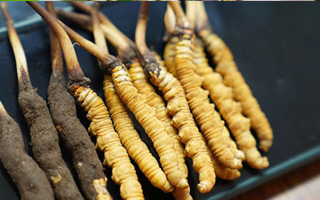 冬蟲夏草鮮草吃多久？科學食用周期與效果解析