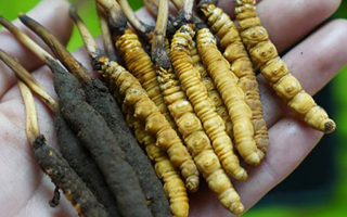 冬蟲夏草泡酒：鮮草入酒，鎖住精華的養生之道