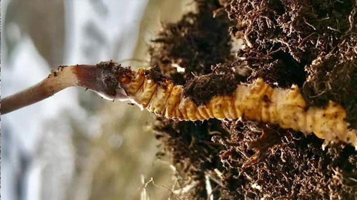 冬蟲夏草是新鮮的嗎？解鎖自然饋贈的生命密碼