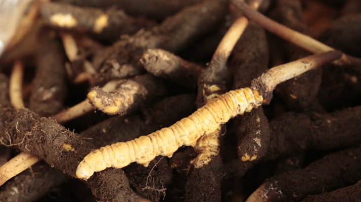 吃鮮冬蟲夏草會便秘嗎？