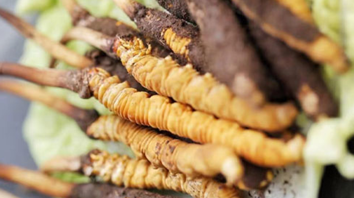 冬蟲夏草鮮草價(jià)格揭秘