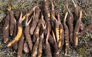 冬蟲夏草：干的好還是新鮮的妙？