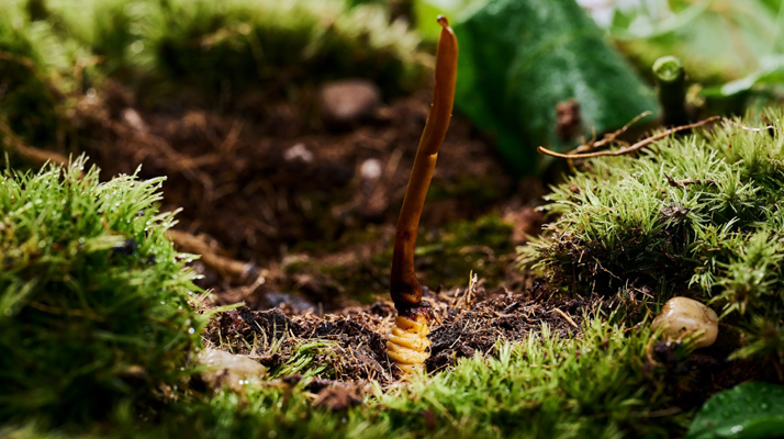 冬蟲(chóng)夏草鮮草清洗全攻略：留住純凈與營(yíng)養(yǎng)