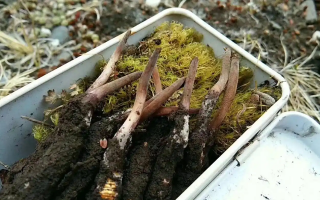 冬蟲(chóng)夏草鮮草保存指南