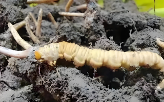 新鮮冬蟲夏草鑒別指南：輕松辨別真偽優劣