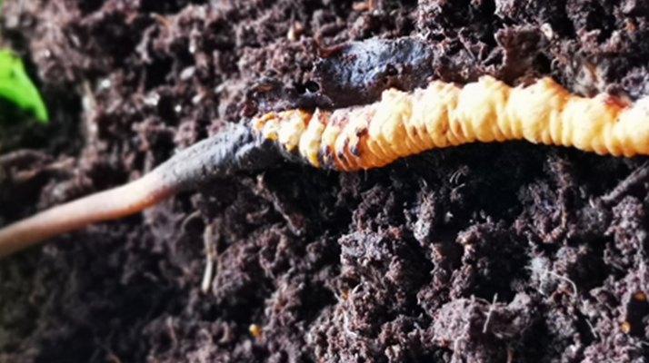 <a href=http://www.1178734b.cn/xinxian/ target=_blank class=infotextkey>新<a href=http://www.1178734b.cn/xinxian/ target=_blank class=infotextkey>鮮冬蟲夏草價格</a></a>解析