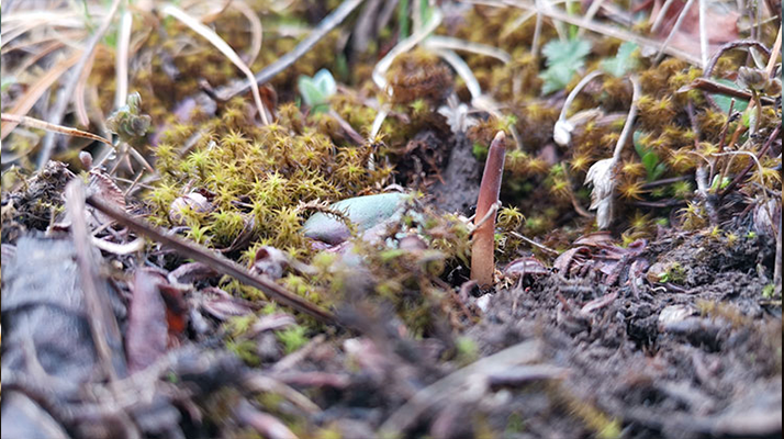 鮮冬蟲夏草辨別全攻略：識破真假，挑選優質好蟲草? ? ? ?