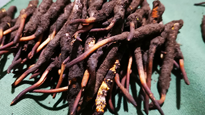 鮮冬蟲夏草可以泡水喝嗎？深度解析其飲用之道