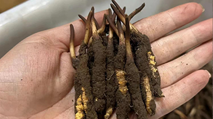 鎖住鮮蟲草的珍貴:科學存放指南