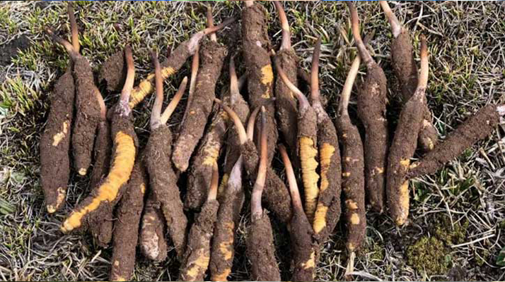 探秘新鮮冬蟲夏草的獨特樣貌:大自然的奇妙饋贈