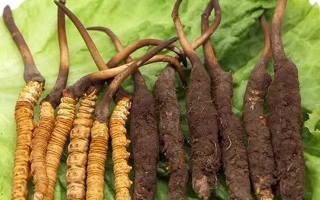 新鮮冬蟲夏草能燉湯嗎？