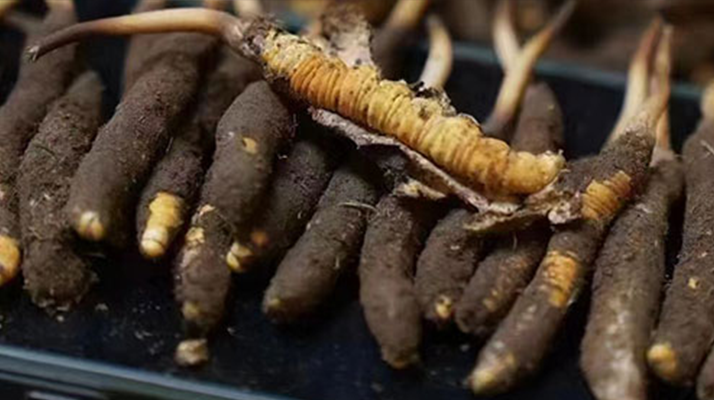 探尋新鮮冬蟲夏草的采挖黃金期：自然節律中的珍貴饋贈