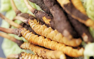 新鮮冬蟲夏草打包發(fā)貨全流程詳解：確保品質(zhì)與時效的關(guān)鍵