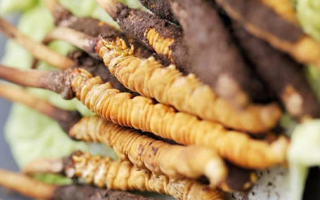 探秘那曲新鮮冬蟲夏草：高原瑰寶的獨特魅力? ? ? ?