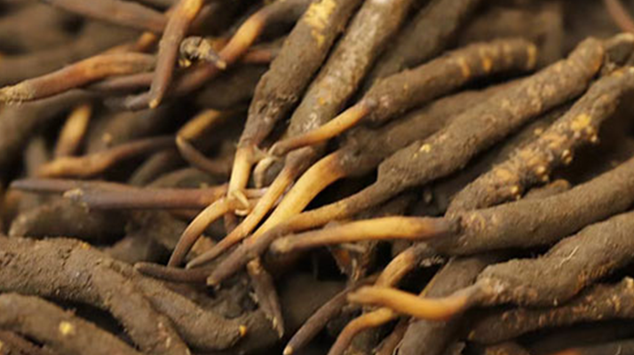 如何挑選<a href=http://www.1178734b.cn/xinxian/ target=_blank class=infotextkey>新<a href=http://www.1178734b.cn/xinxian/ target=_blank class=infotextkey>鮮冬蟲夏草</a></a>？掌握這幾個關鍵技巧