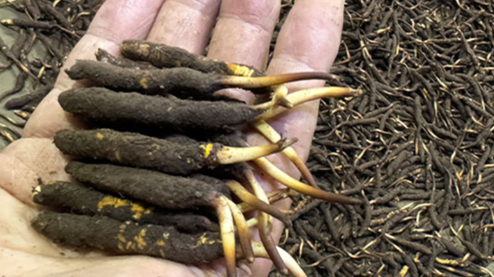 冬蟲夏草鮮草存放指南：鎖住營養與新鮮的秘籍