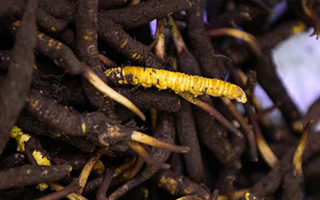 冬蟲夏草鮮草冷凍保存全攻略：鎖住營養的科學方法