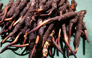 冬蟲夏草干品與鮮品的全方位差異解析? ? ? ?