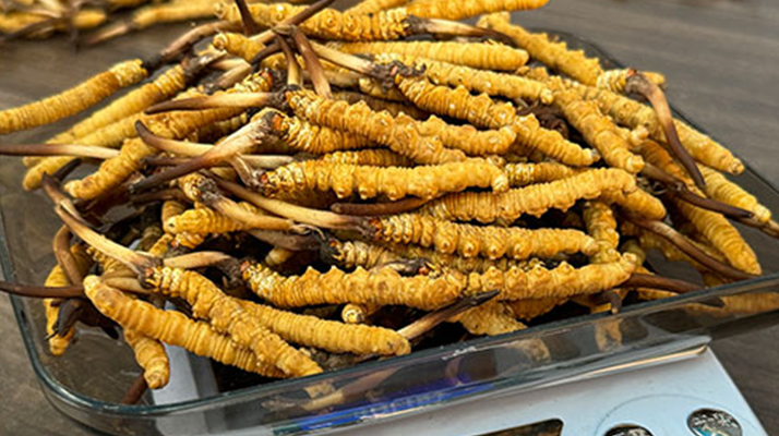 冬蟲夏草鮮品價格揭秘