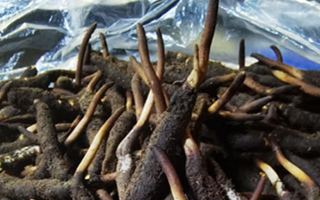 冬蟲夏草鮮草能不能泡酒？科學(xué)解析與實(shí)用指南