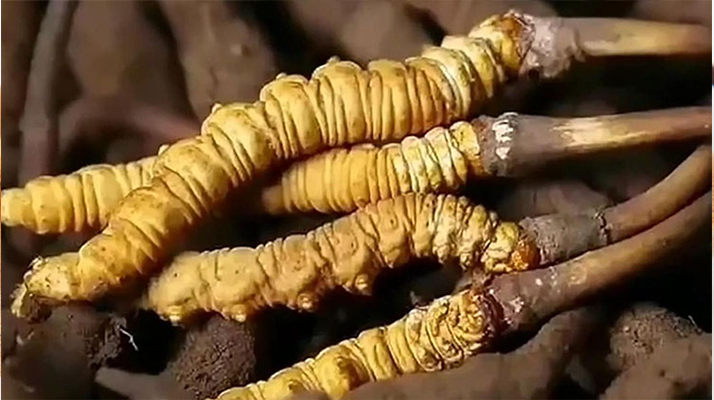 鮮冬蟲夏草燉排骨:一鍋暖身又滋補的美味秘籍