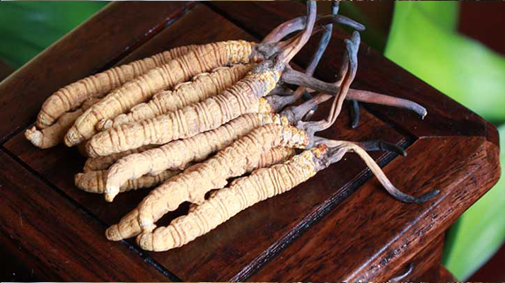 女孩家種冬蟲(chóng)夏草好嗎？深度剖析種植可行性