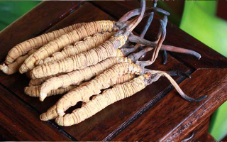 女孩家種冬蟲(chóng)夏草好嗎？深度剖析種植可行性