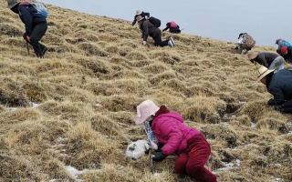 揭秘冬蟲夏草的黃金采摘季：時間、地域與品質(zhì)的微妙關(guān)系? ? ? ?