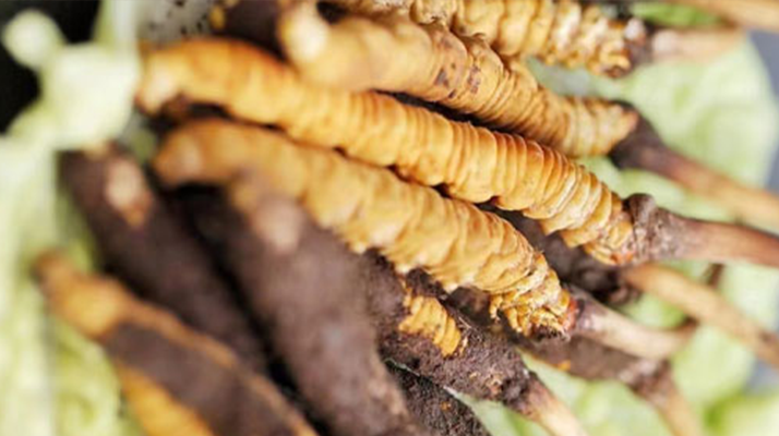 正宗<a href=http://www.1178734b.cn/jiage/ target=_blank class=infotextkey>冬蟲(chóng)夏草多少錢(qián)</a>一克？深度價(jià)格解析