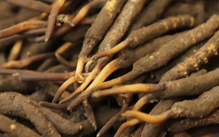 冬蟲夏草可以提高男性功能嗎？科學解析來了