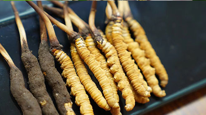 冬蟲夏草干品與鮮品大比拼:誰更勝一籌?