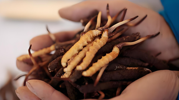 冬蟲夏草鮮草幾月份采挖？產(chǎn)地與時節(jié)的奧秘