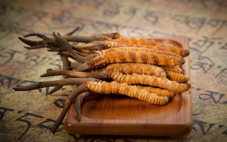 冬蟲夏草鮮草會(huì)上火嗎？科學(xué)解讀其食用特性