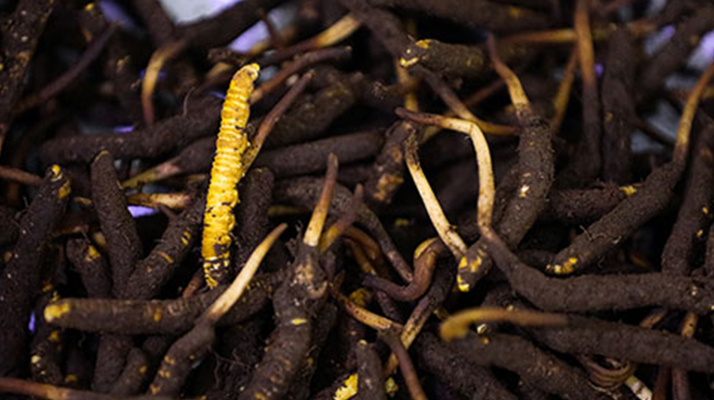 吃新鮮冬蟲夏草會過敏嗎？一文為你揭秘