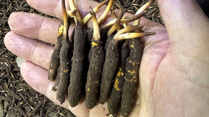 尋草之旅：踏上尋找<a href=http://www.1178734b.cn/xinxian/ target=_blank class=infotextkey>新<a href=http://www.1178734b.cn/xinxian/ target=_blank class=infotextkey>鮮冬蟲夏草</a></a>的征程