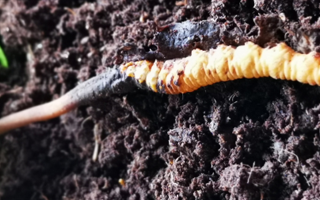 冬蟲夏草干草與鮮草的差異與選擇