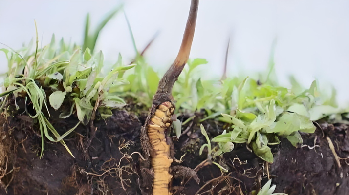 冬蟲夏草鮮草一天吃幾個?科學食用指南來了