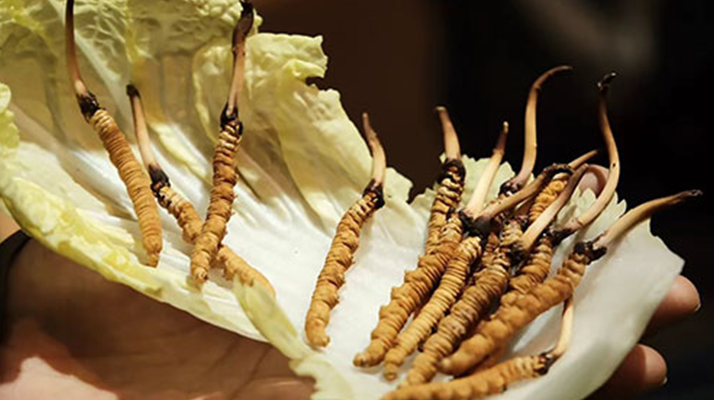 冬蟲(chóng)夏草鮮草如何吃最好？解鎖營(yíng)養(yǎng)與美味的黃金吃法