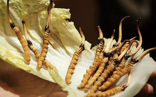 冬蟲(chóng)夏草鮮草如何吃最好？解鎖營(yíng)養(yǎng)與美味的黃金吃法