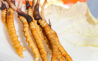 冬蟲夏草鮮草一般哪里有？多渠道獲取指南