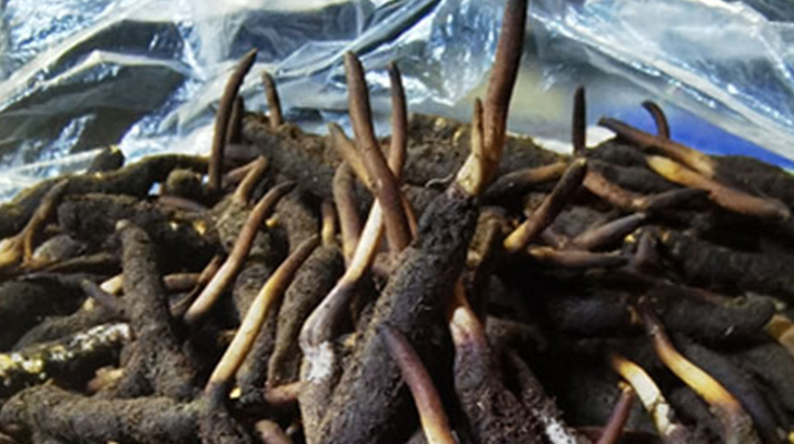 新鮮冬蟲夏草能放多久吃？一文掌握儲存與食用期限