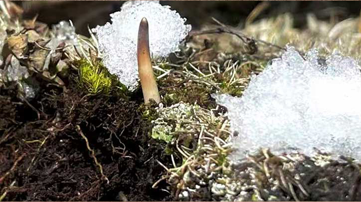 鮮冬蟲夏草燉湯多久能吃？科學燉煮時間全解析