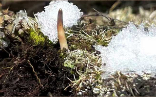 鮮冬蟲夏草燉湯多久能吃？科學燉煮時間全解析