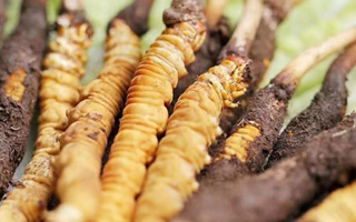 鮮冬蟲夏草能存放多久？科學保存指南來了