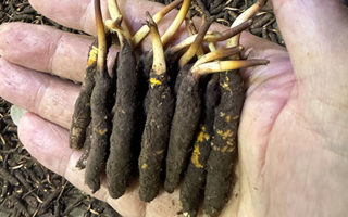 3000 條蟲(chóng)草一克是幾只？深入解析蟲(chóng)草規(guī)格與重量關(guān)系? ? ? ?