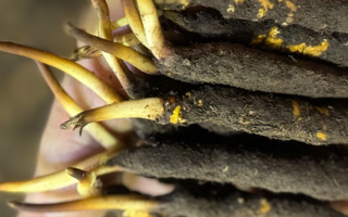 蟲(chóng)草怎么存放比較好？科學(xué)保存指南