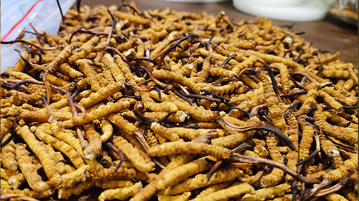 <a href=http://www.1178734b.cn/ target=_blank class=infotextkey>冬蟲夏草</a>市場價格解碼：從黃金克價到價值迷霧