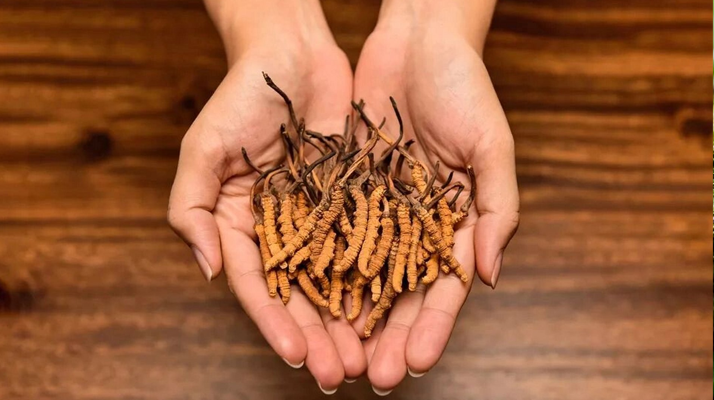 鮮<a href=http://www.1178734b.cn/jiage/ target=_blank class=infotextkey>冬蟲夏草多少錢</a>一條